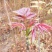 香椿苗，广西香椿苗，红芽香椿苗，椿芽树苗包邮！