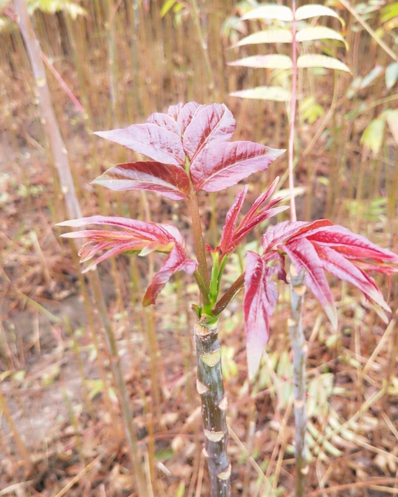 香椿苗，广西香椿苗，红芽香椿苗，椿芽树苗包邮！