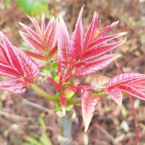 香椿苗，广西香椿苗，红芽香椿苗，椿芽树苗包邮！