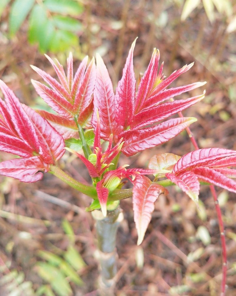 香椿苗，广西香椿苗，红芽香椿苗，椿芽树苗包邮！
