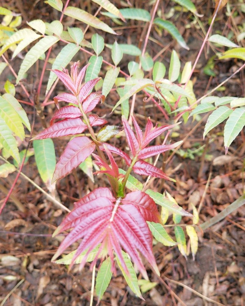 香椿苗，广西香椿苗，红芽香椿苗，椿芽树苗包邮！