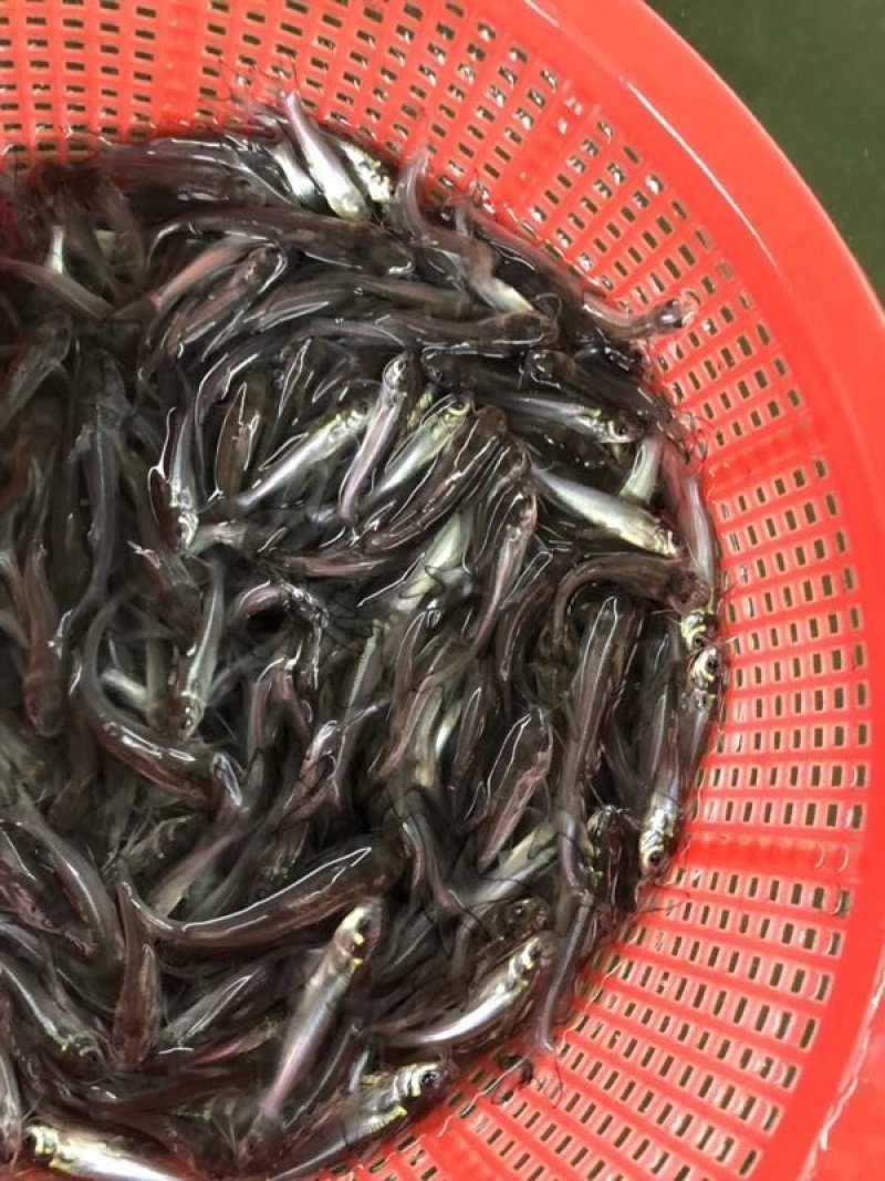 【热销】广东生鱼苗黑鱼苗斑鱼苗量大从优（支持水花批发）