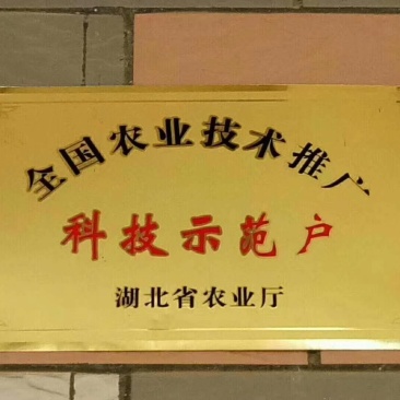 纽荷尔脐橙