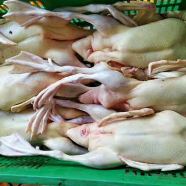 白条鸭批发