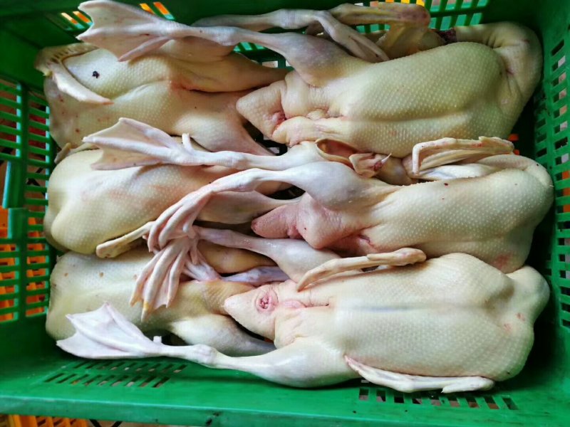 白条鸭批发