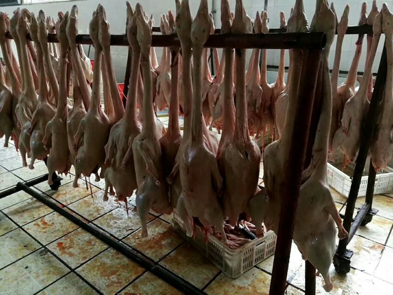 白条鸭批发