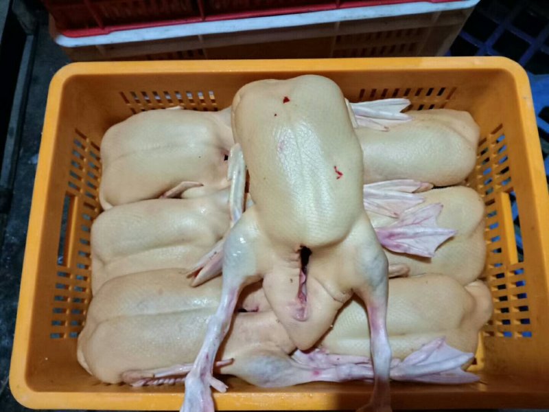 白条鸭批发