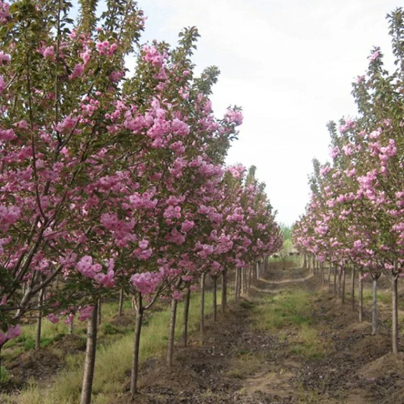 日本樱花树苗樱花小苗晚樱南北方庭院地栽盆栽花树园林植物风