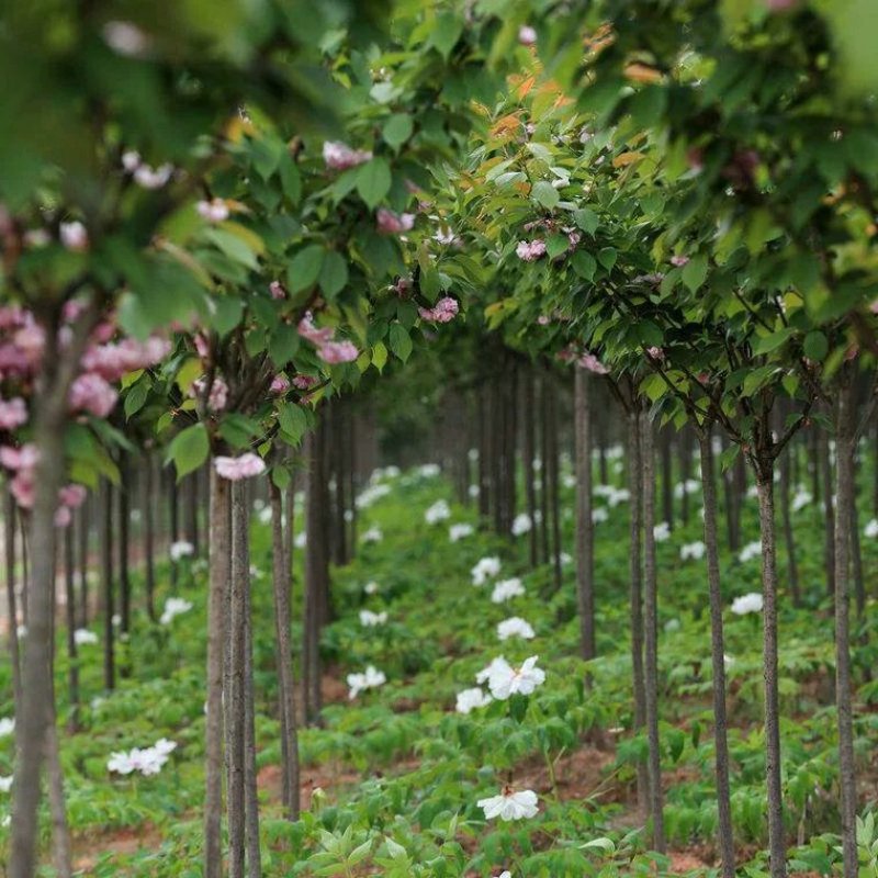 日本樱花树苗樱花小苗晚樱南北方庭院地栽盆栽花树园林植物风