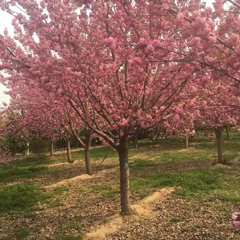 日本樱花树苗樱花小苗晚樱南北方庭院地栽盆栽花树园林植物风