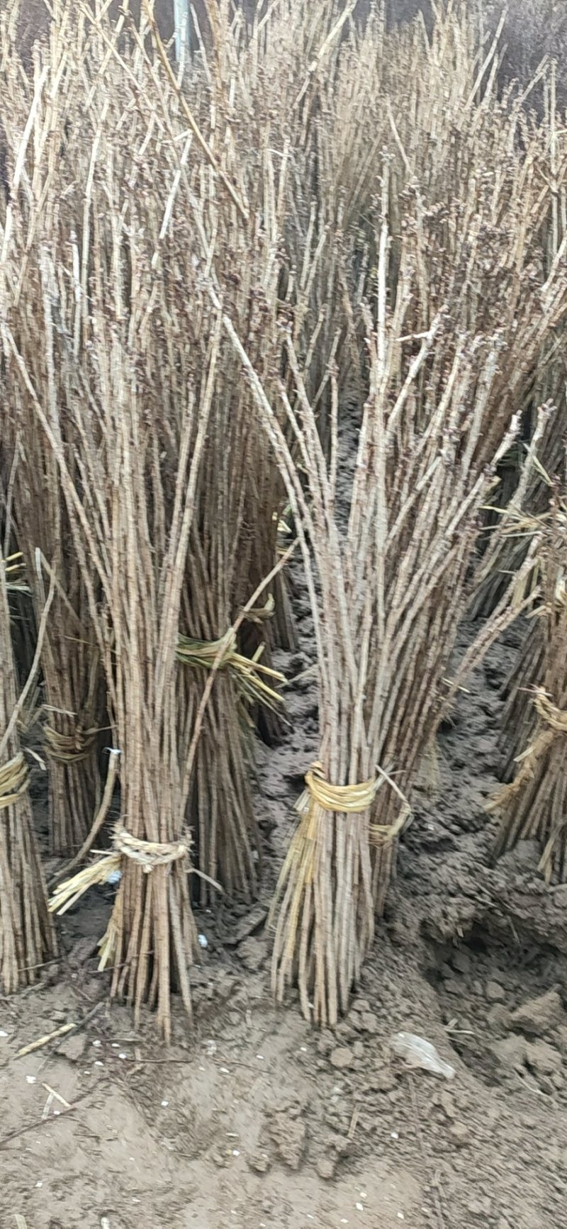 日本樱花树苗樱花小苗晚樱南北方庭院地栽盆栽花树园林植物风