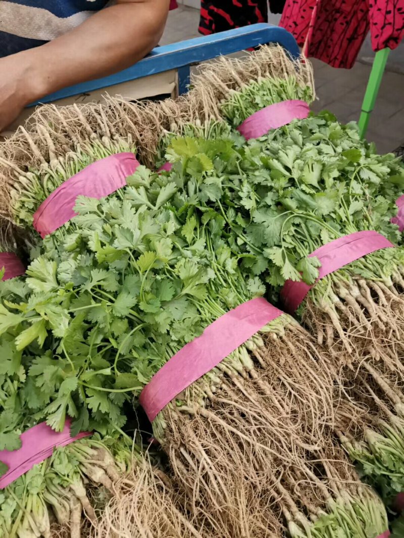 【有好货】大叶香菜，多年专业蔬菜代办，价格合理，市场收货