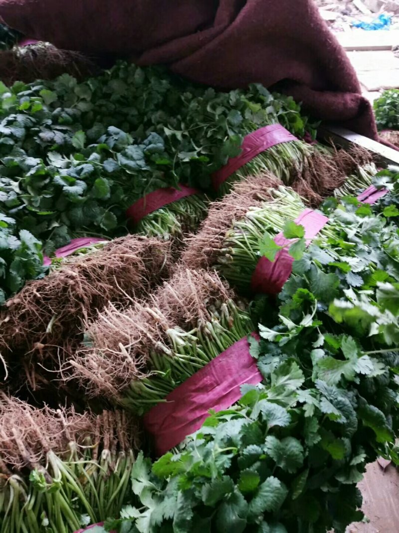 大叶香菜，多年专业蔬菜代办，价格合理，市场收货，随行就市