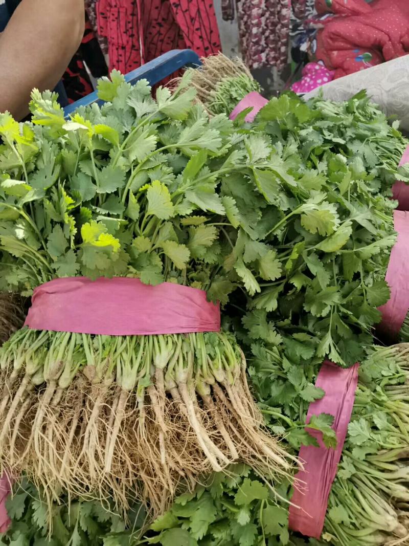 大叶香菜蔬菜产区直供自营市场统一分拣包装全国发货