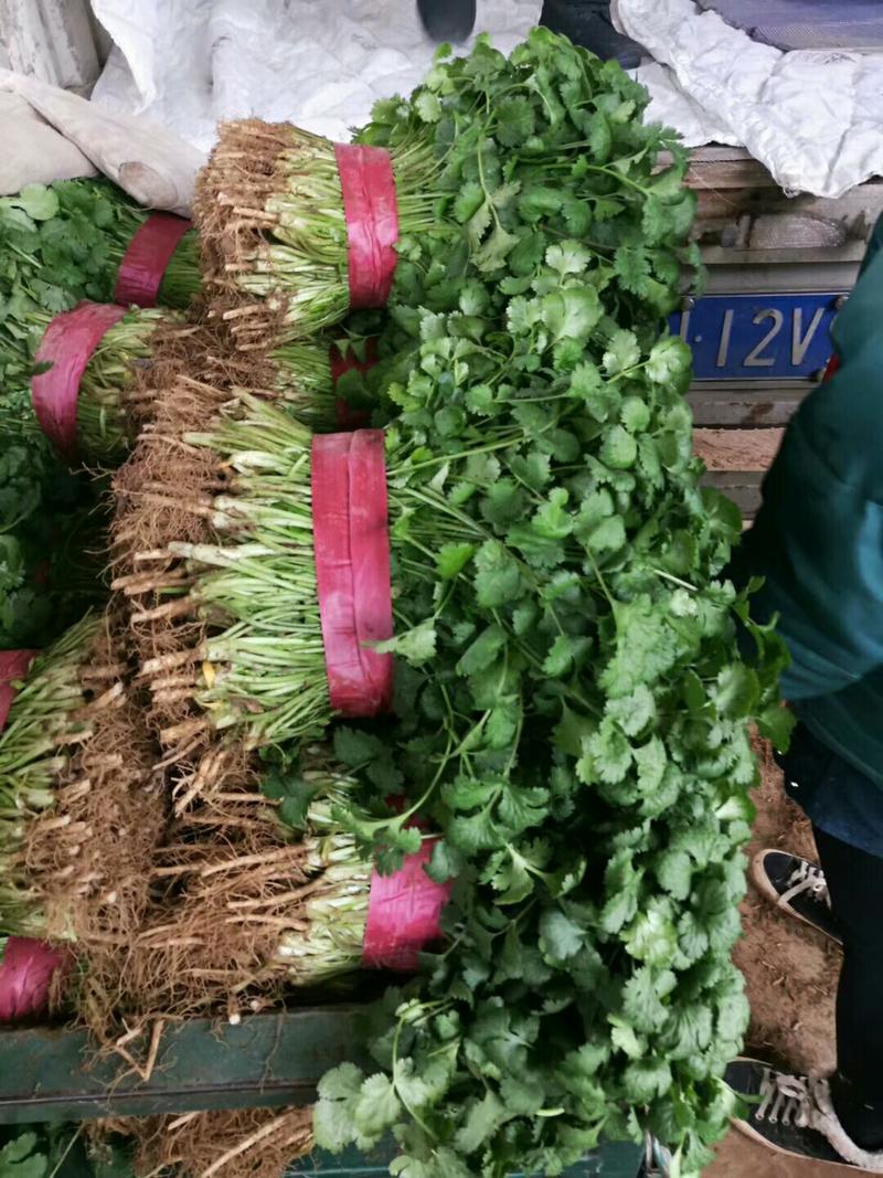 大叶香菜蔬菜产区直供自营市场统一分拣包装全国发货