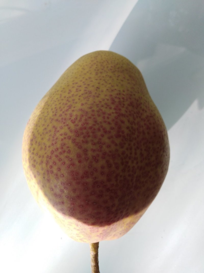 梨