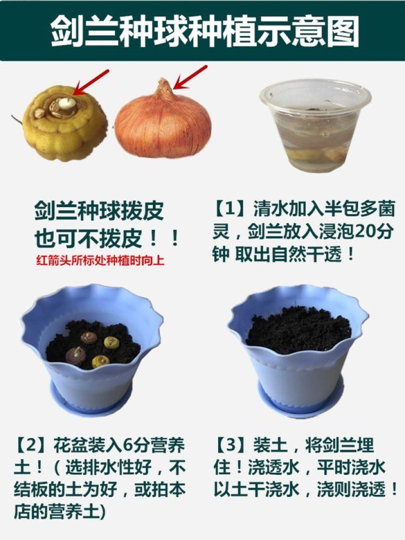 剑兰种球剑兰盆景种球花卉剑兰种球根室内外盆栽庭院易活