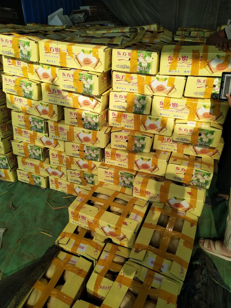 东方蜜1号，东方蜜一号甜瓜预售3月上旬上市
