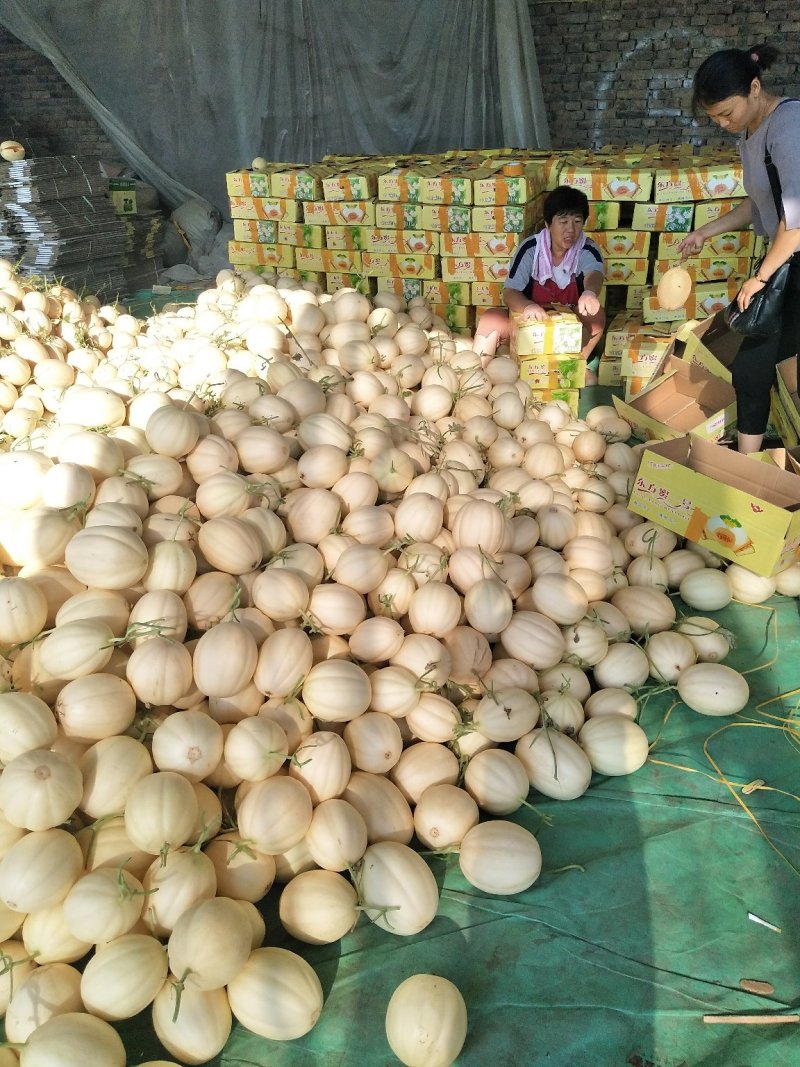 东方蜜1号，东方蜜一号甜瓜预售3月上旬上市