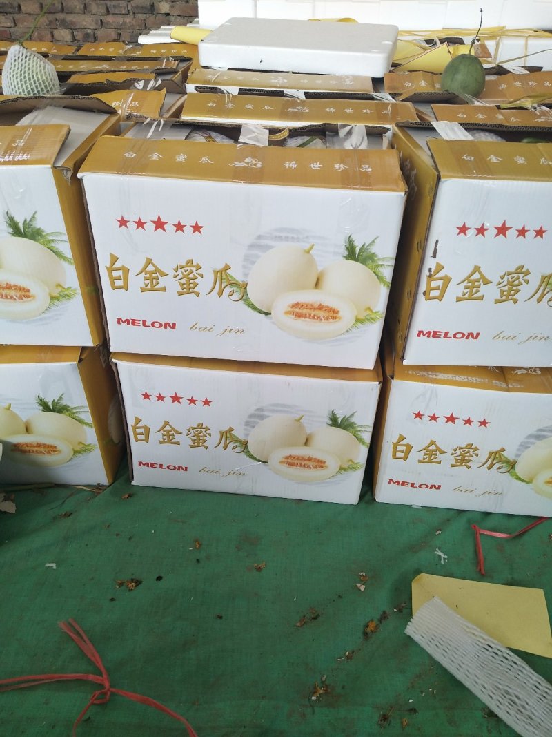 东方蜜1号，东方蜜一号甜瓜预售3月上旬上市