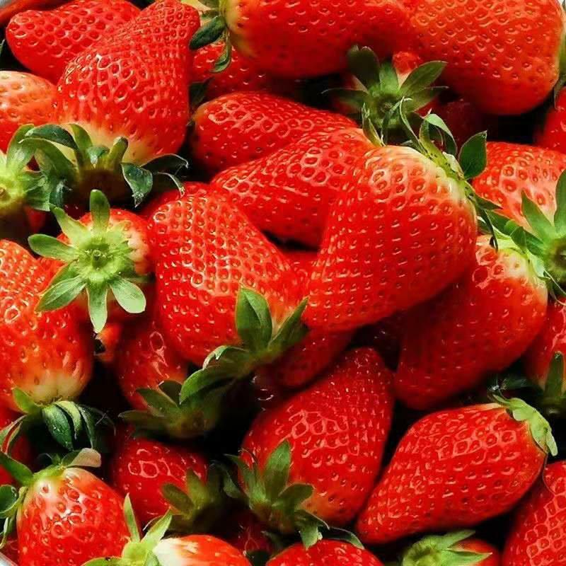 奶油草莓苗、甜查理草莓苗、甜宝火、红颜品种齐全