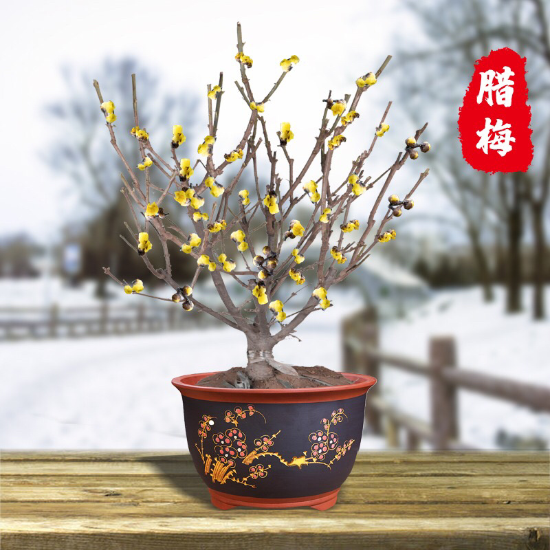 四季开花梅花盆栽地载盆景树苗浓香红梅腊梅绿梅花卉耐寒植物