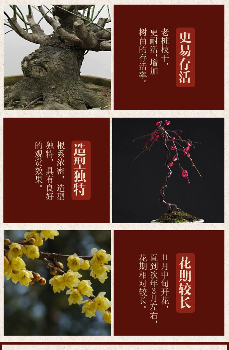 四季开花梅花盆栽地载盆景树苗浓香红梅腊梅绿梅花卉耐寒植物