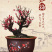 四季开花梅花盆栽地载盆景树苗浓香红梅腊梅绿梅花卉耐寒植物