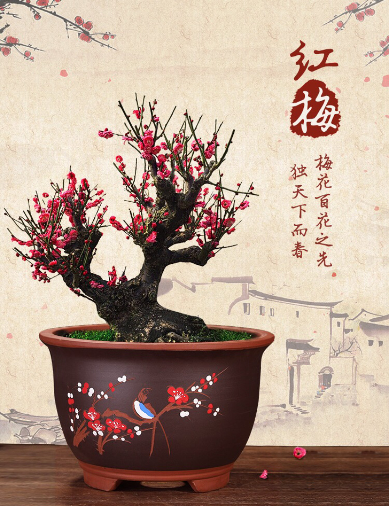 四季开花梅花盆栽地载盆景树苗浓香红梅腊梅绿梅花卉耐寒植物