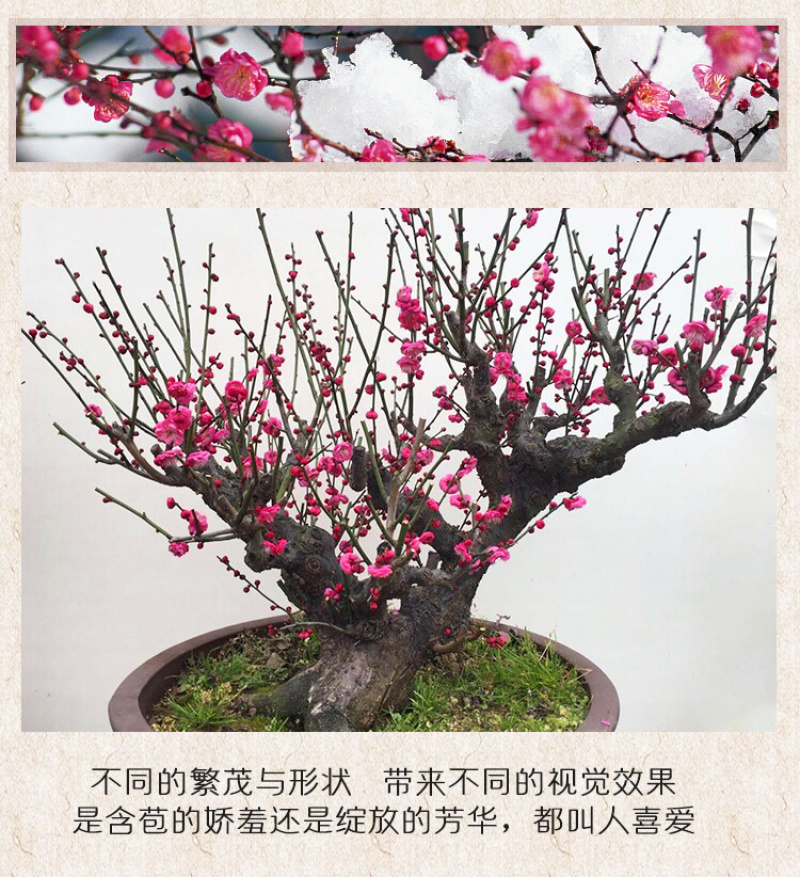 四季开花梅花盆栽地载盆景树苗浓香红梅腊梅绿梅花卉耐寒植物