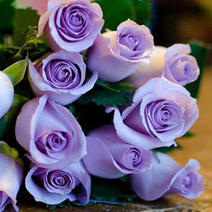 淡淡紫荷兰进口玫瑰苗月季苗当年开花包成活