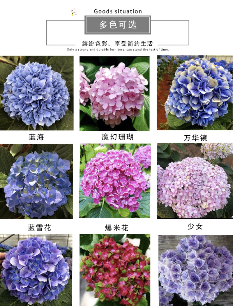 云南3-5年无尽夏老桩绣球大苗八仙花苗四季开花绣球老桩苗