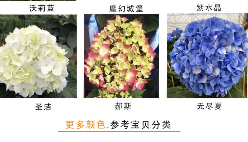 云南3-5年无尽夏老桩绣球大苗八仙花苗四季开花绣球老桩苗