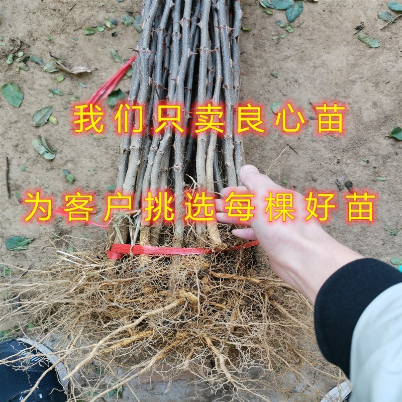 大红袍花椒苗花椒树苗麻椒苗南北方种植花椒树苗
