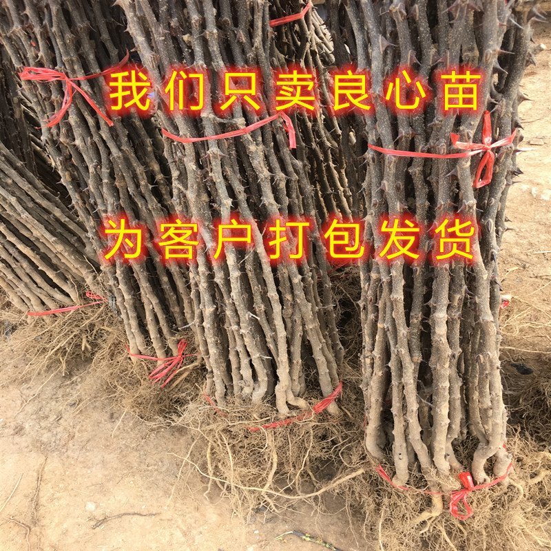 大红袍花椒苗花椒树苗麻椒苗南北方种植花椒树苗
