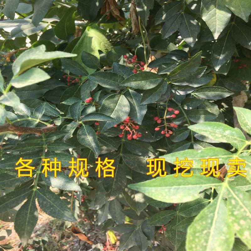 大红袍花椒苗花椒树苗麻椒苗南北方种植花椒树苗