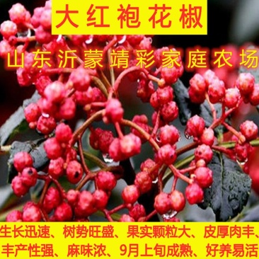 大红袍花椒苗花椒树苗麻椒苗南北方种植花椒树苗