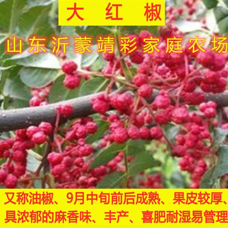 大红袍花椒苗花椒树苗麻椒苗南北方种植花椒树苗