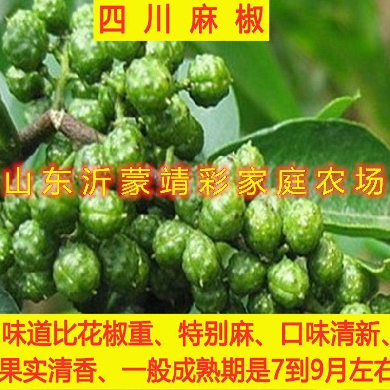 大红袍花椒苗花椒树苗麻椒苗南北方种植花椒树苗