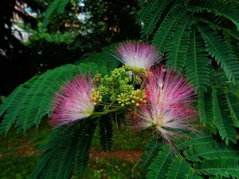 【合欢树苗合欢苗绒花树苗芙蓉花树苗庭院盆栽合欢树苗绿化工