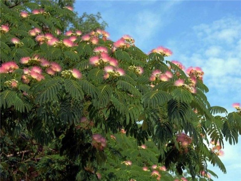 【合欢树苗合欢苗绒花树苗芙蓉花树苗庭院盆栽合欢树苗绿化工