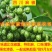 四川麻椒苗麻椒树苗花椒苗南北方种植花椒树苗