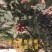四川麻椒苗麻椒树苗花椒苗南北方种植花椒树苗