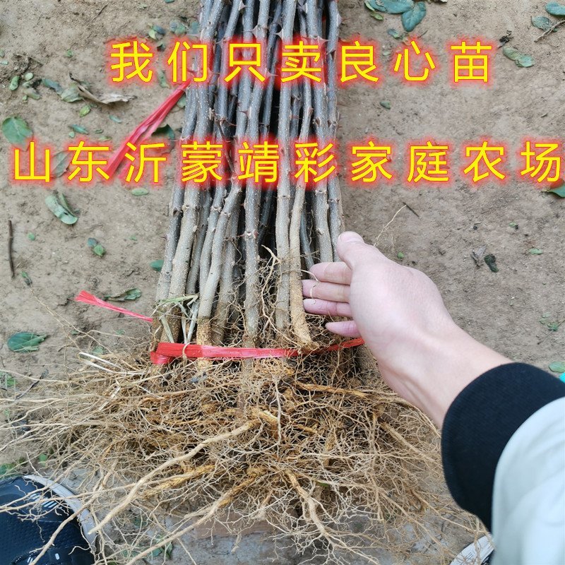 大青稞花椒树苗花椒苗麻椒树苗南北方种植花椒苗