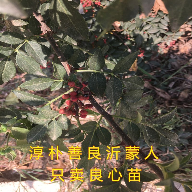 大青稞花椒树苗花椒苗麻椒树苗南北方种植花椒苗