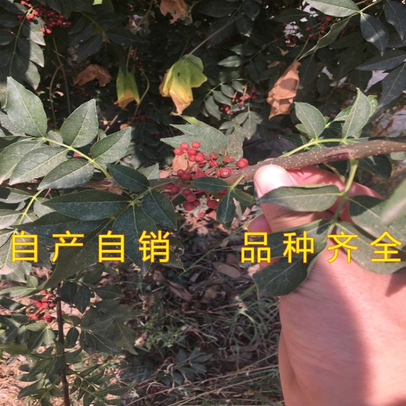 大青稞花椒树苗花椒苗麻椒树苗南北方种植花椒苗
