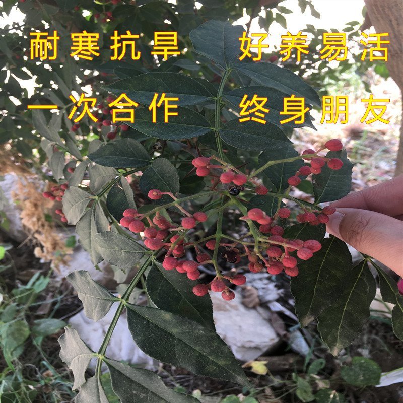 大青稞花椒树苗花椒苗麻椒树苗南北方种植花椒苗