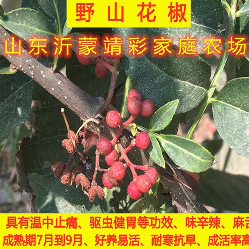 大青稞花椒树苗花椒苗麻椒树苗南北方种植花椒苗