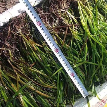 亚洲四季长绿矮苦草净化水质河道清理鱼虾蟹养殖专用。
