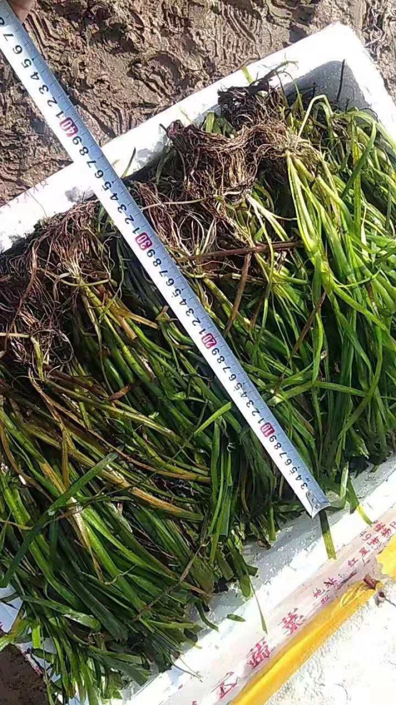 亚洲四季长绿矮苦草净化水质河道清理鱼虾蟹养殖专用。